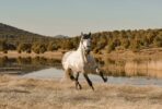 horse, gallop, field, lake, run, colt, animal, mammal, equine, reflection, water, grass, meadow, nature, horse, horse, horse, horse, horse